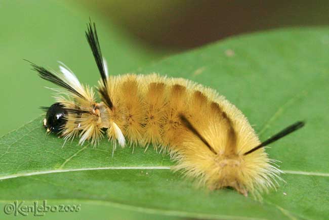 Banded Tussock Moth