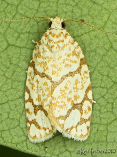 Oak Leafroller Moth Argyrotaenia quercifoliana #3623