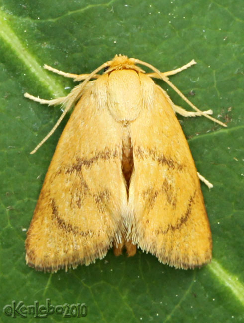 Abbreviated Button Slug Moth Tortricidia flexuosa #4654