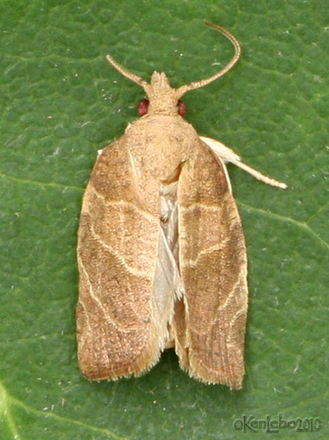 Three-lined Leafroller Moth Pandemis limitata #3594