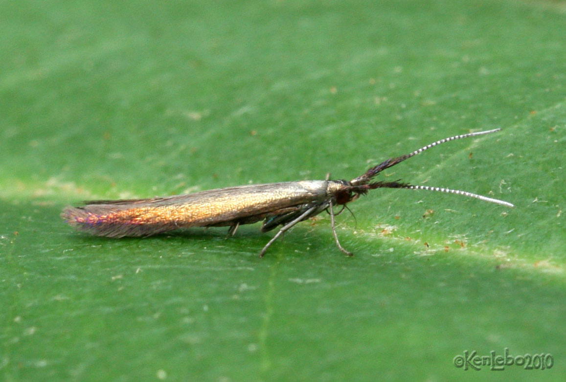 Metallic Coleophora Moth Coleophora mayrella #1387