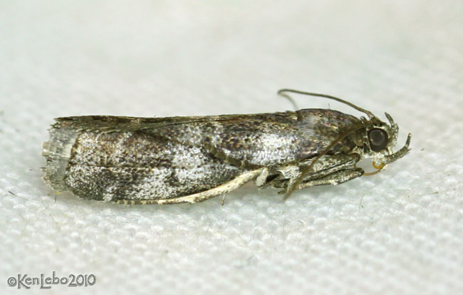 Cranberry Fruitworm Moth Acrobasis vaccinii #5653