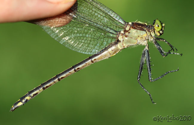 Black-shouldered Spinyleg female Dromogomphus spinosus