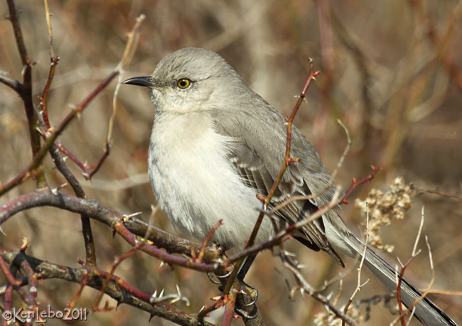 Northern Mockingbird