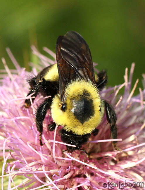 Carpenter Bee Xylocopa virginica