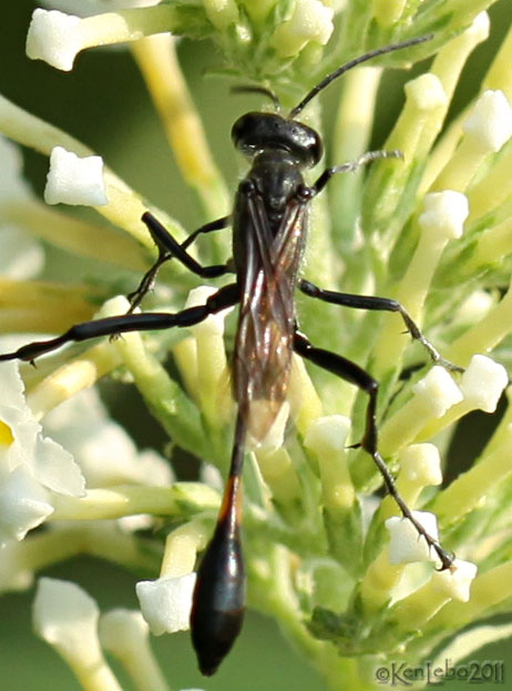 Ammophila sp.