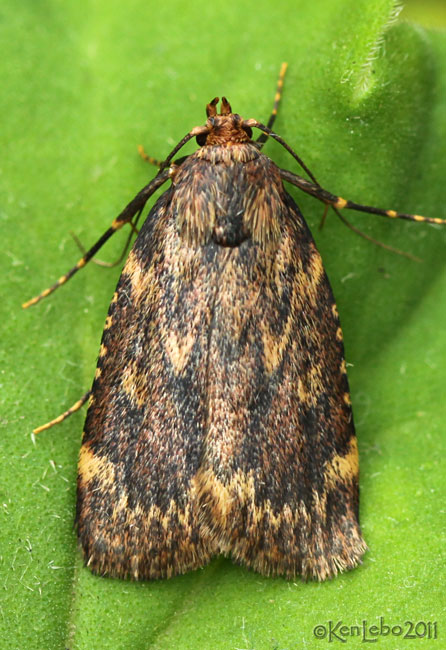 Grease Moth Aglossa cuprina #5518