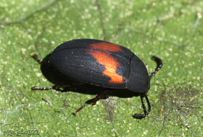 Darkling Beetle Platydema ellipticum 