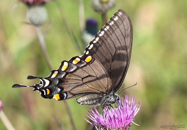 Eastern Tiger Swallowtail female