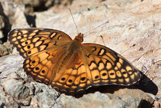 Variegated Fritillary