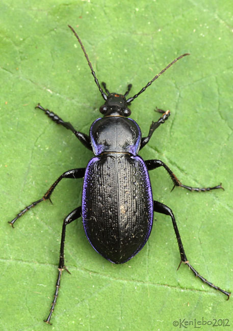 Ground Beetle - Carabus serratus