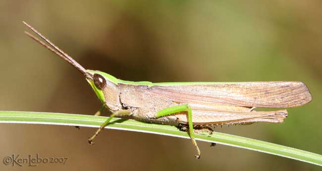 Clipped-wing Grasshopper