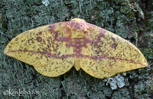 Imperial Moth Eacles imperialis #7704