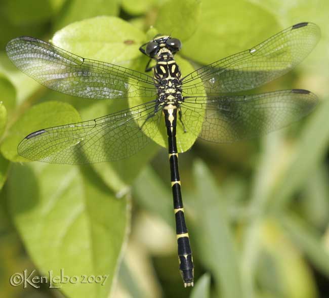 Eastern Least Clubtail Stylogomphus albistylus