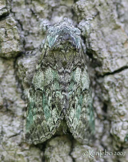 Mottled Prominent Macrurocampa marthesia #7975