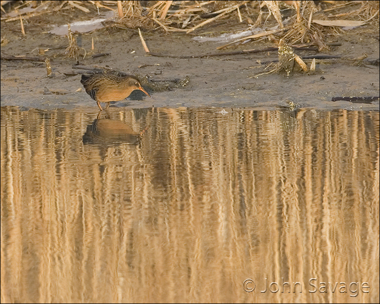 Virginia Rail   1-21-09 farmington and fish springs 153  