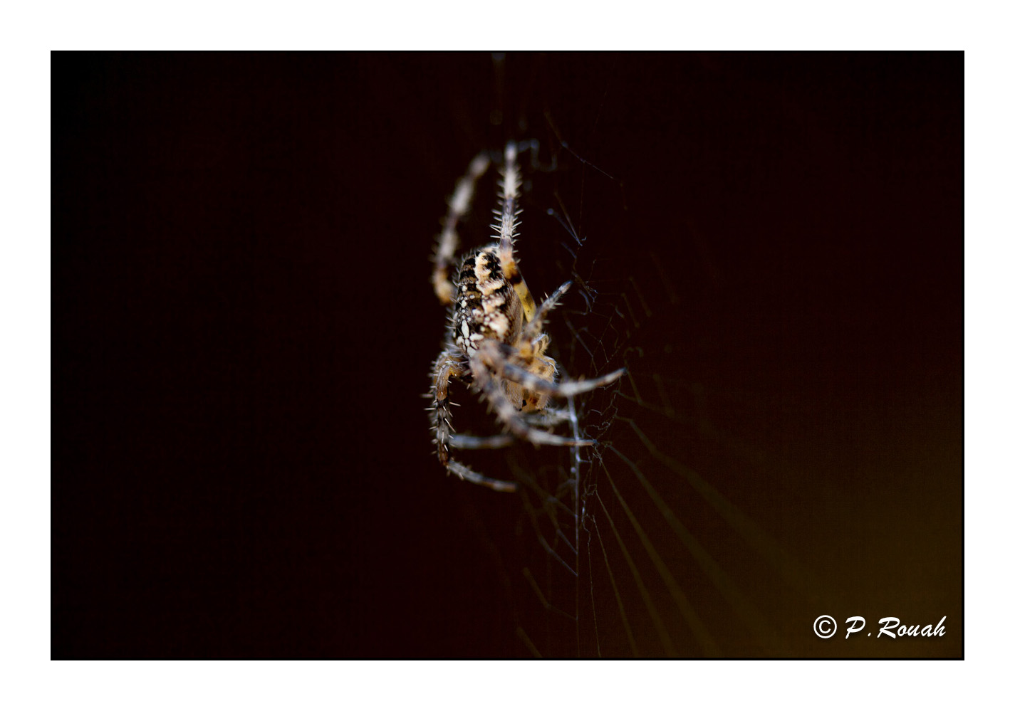 Hunting spider - 7808