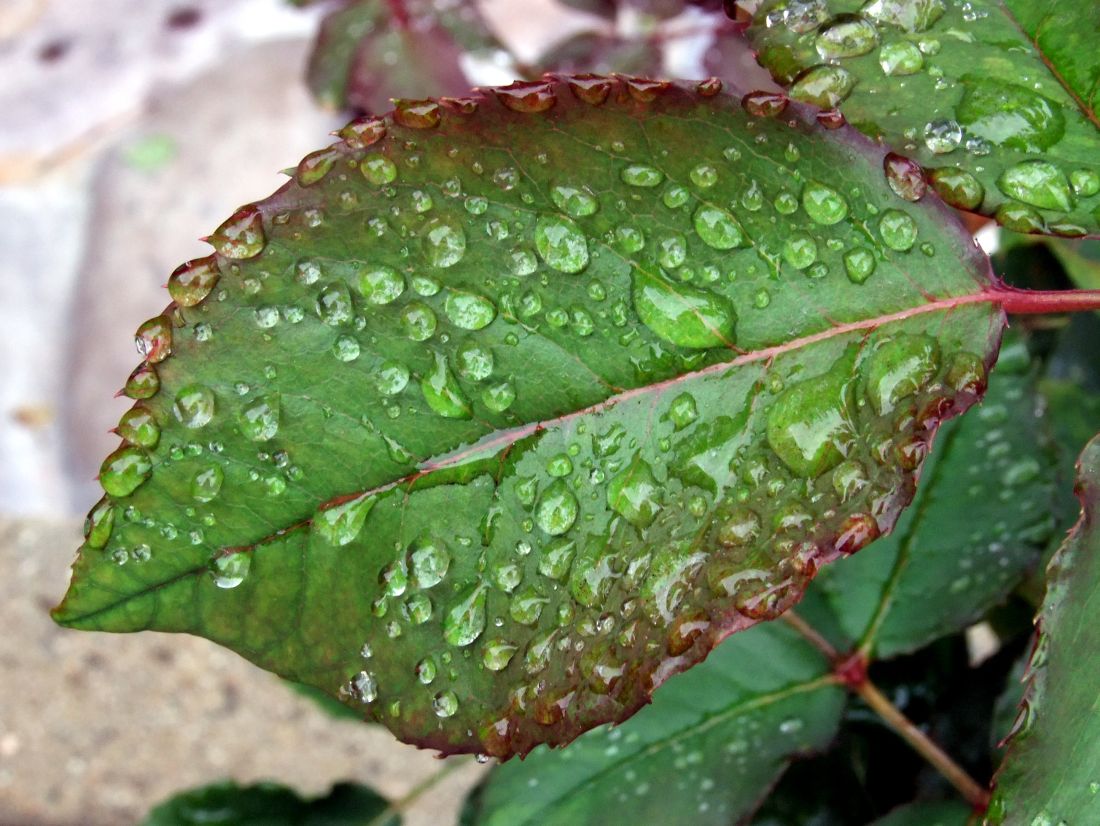Leaf Drops