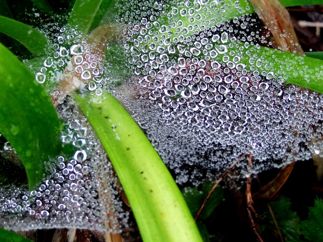 Misty Rain Drops on Web
