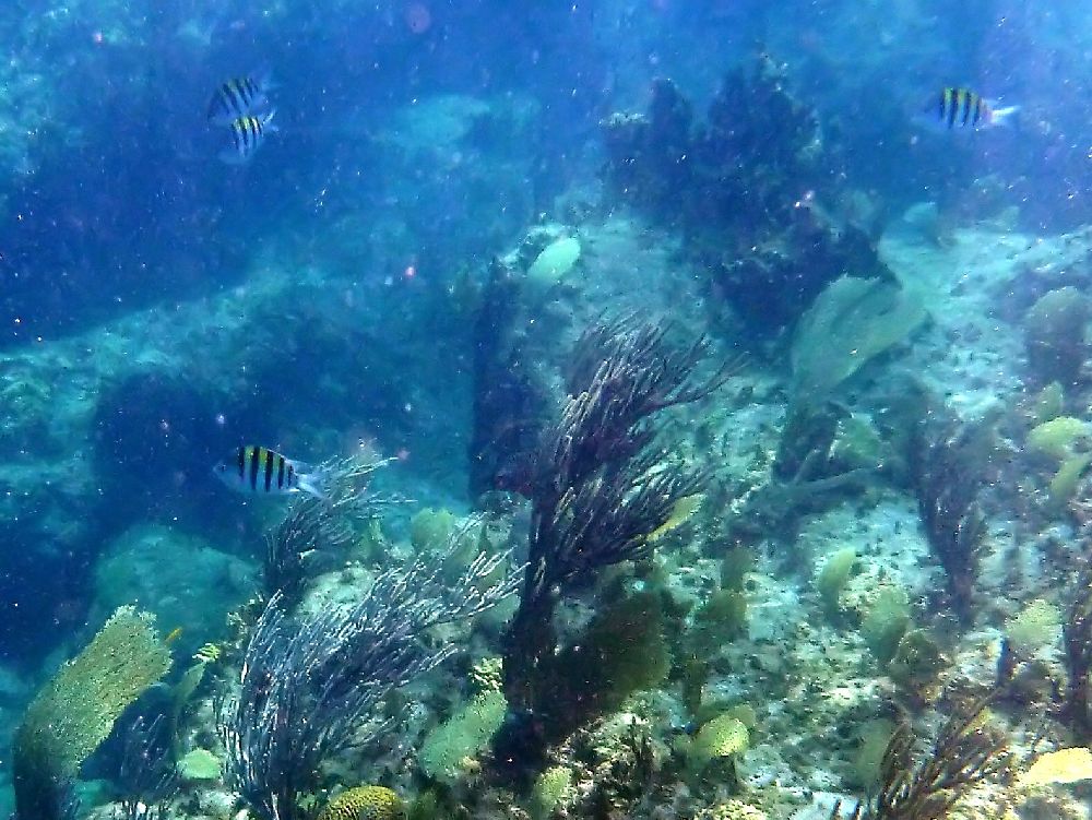 Pictures taken while on a snorkeling trip