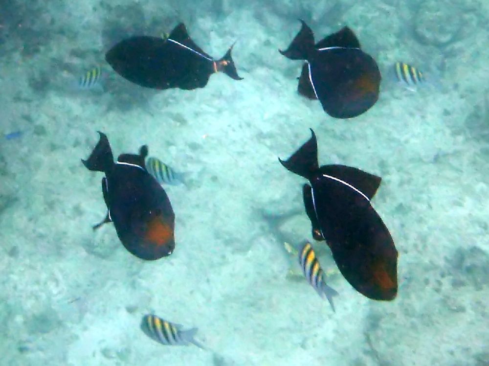 Black Durgon and Sargeant Major fish