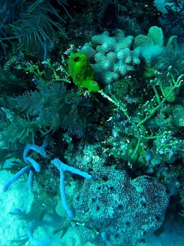 Different corals