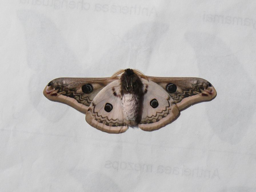 Saturnia pyretrorum.underside.JPG