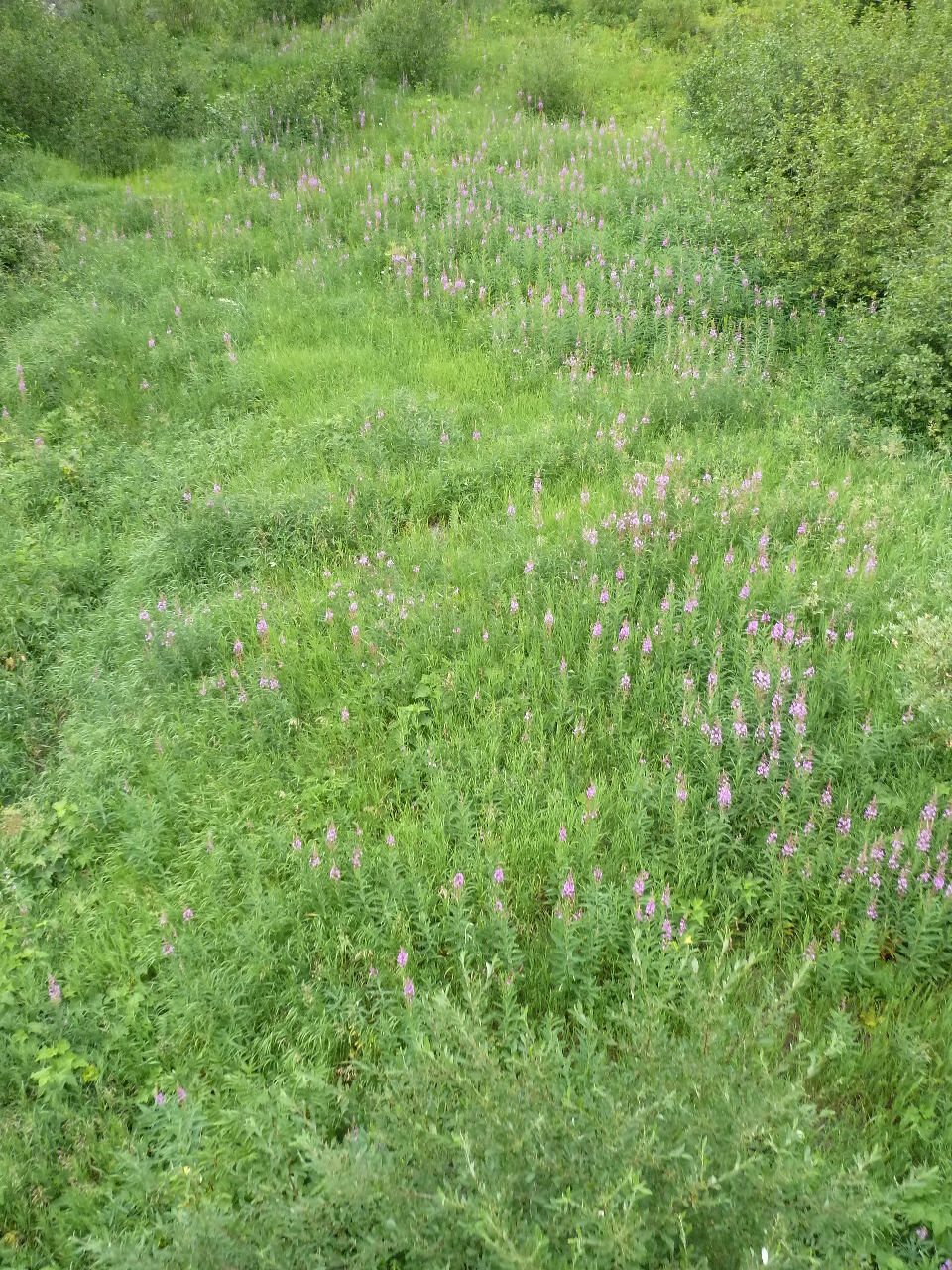 D2.6-Wild Flowers