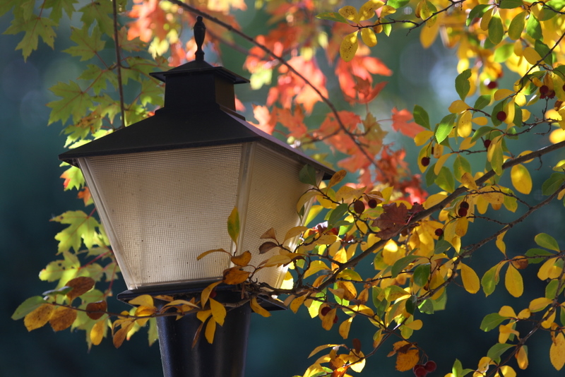 fall colors