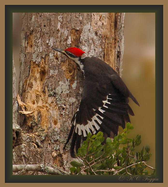 121507 Pileated