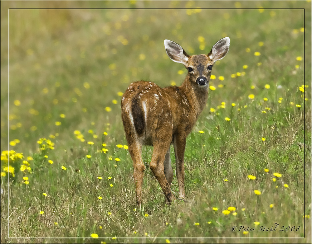 Blacktail deer fawn.jpg