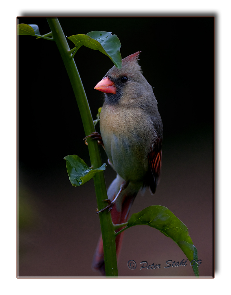 northern cardinal female.jpg