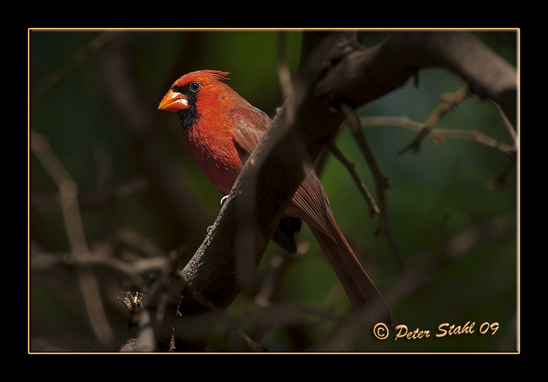 Male Northern Cardinal.jpg