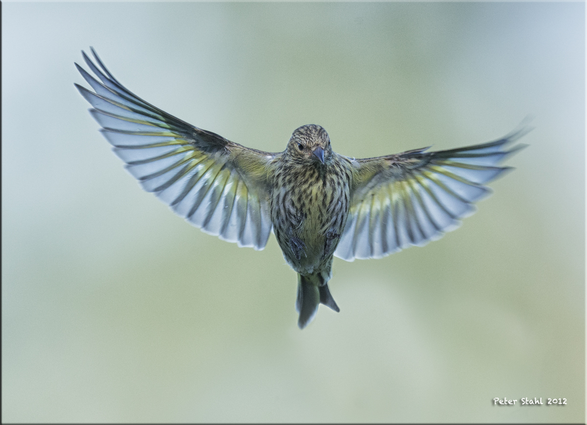 Pine Siskin.jpg