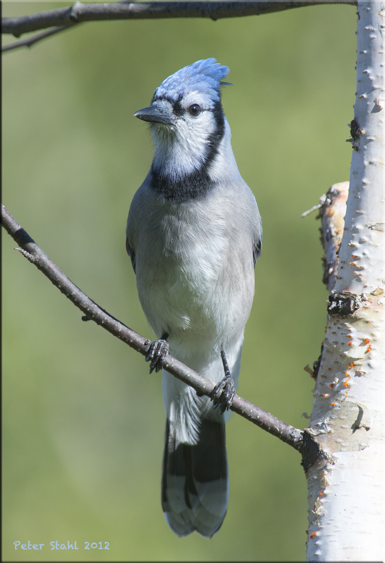 Bluejay.jpg & Chickadee