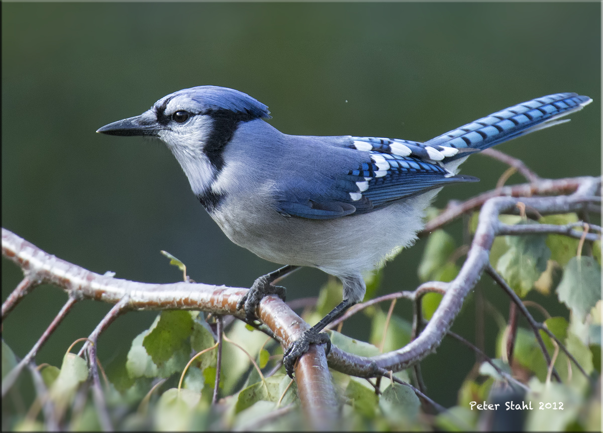 Bluejay.jpg