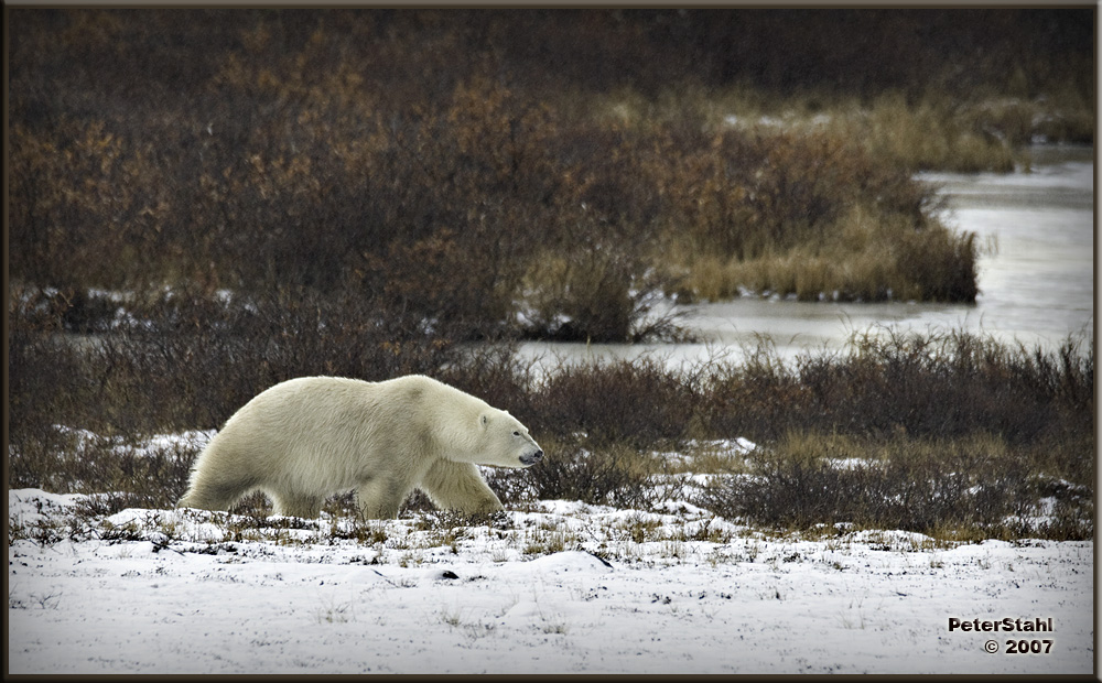 Polar Bear on the move.jpg