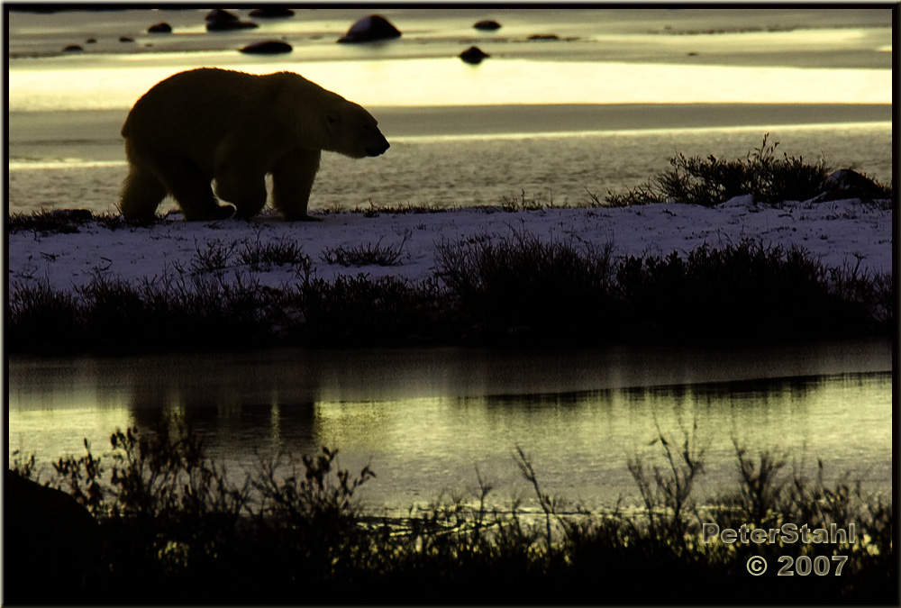 Silhouette polar Bear-Edit.jpg