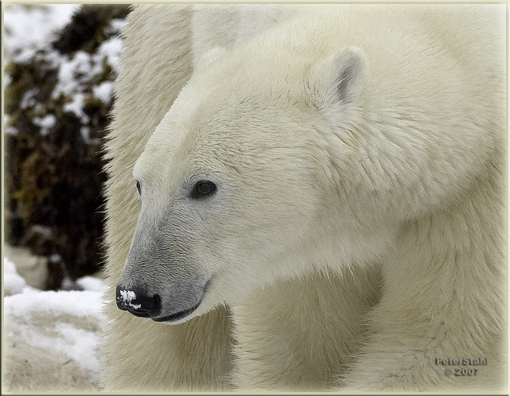 polar bear portrait 2.jpg