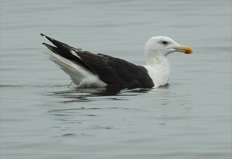 Great Black-backed Gull (Larus marinus)