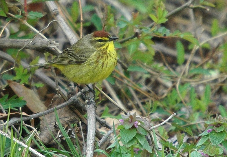 Palm Warbler - (Dendroica palmarum)