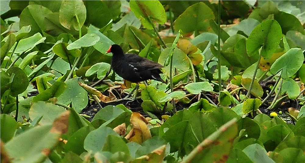 Common Moorhen (Gallinula chloropus)