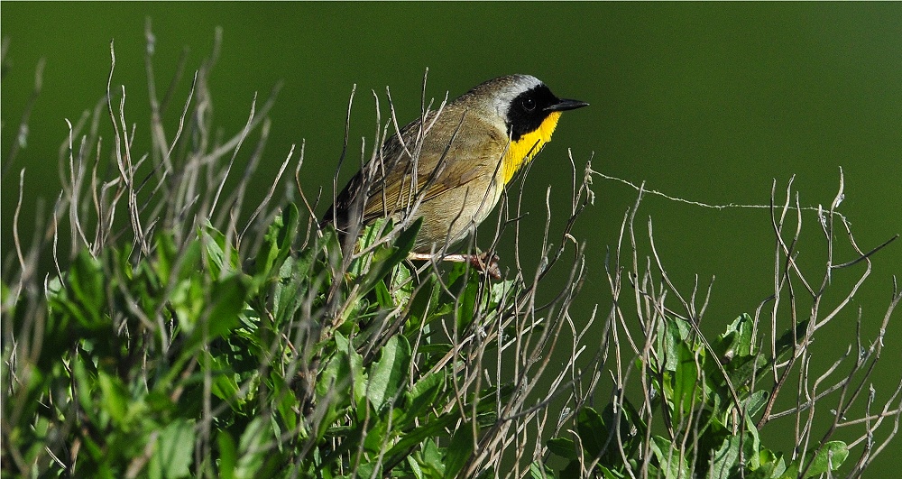 Common Yellowthroat 