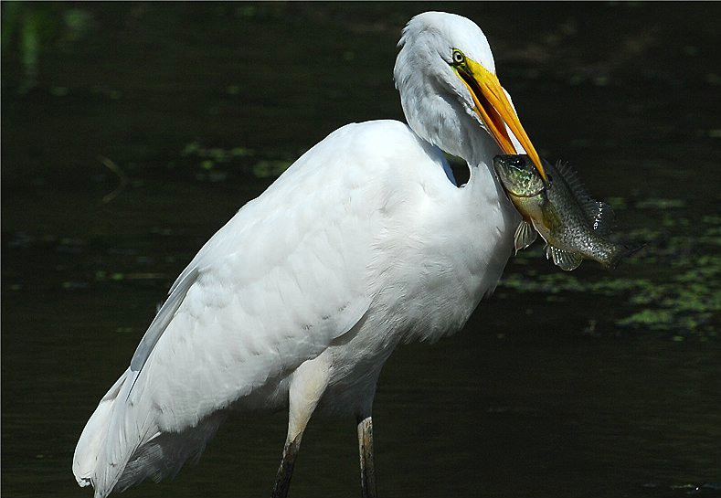 Great Egret (Casmerodius albus)