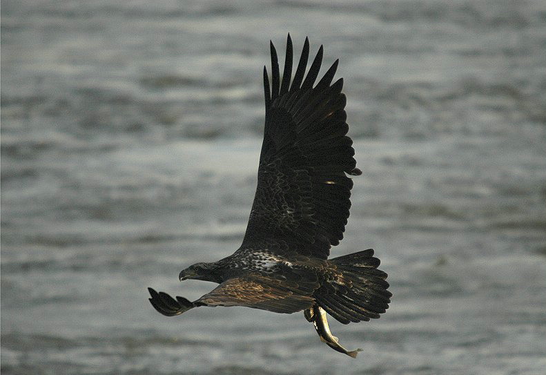 Bald Eagle - Immature
