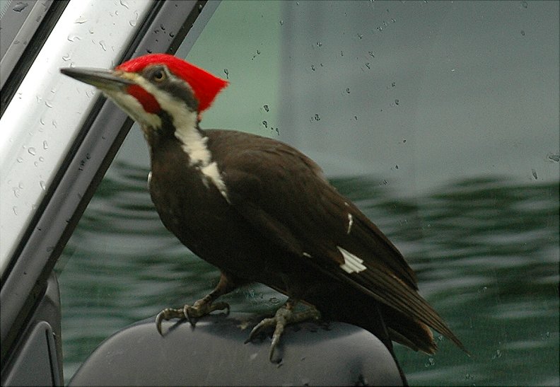 Pileated Woodpecker 54.JPG