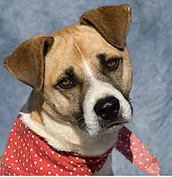 Terry -SPCA