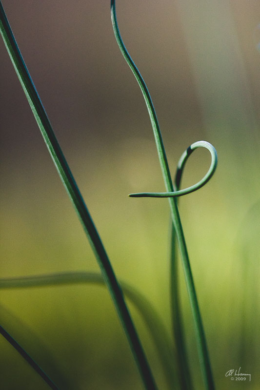 Spring onion grass