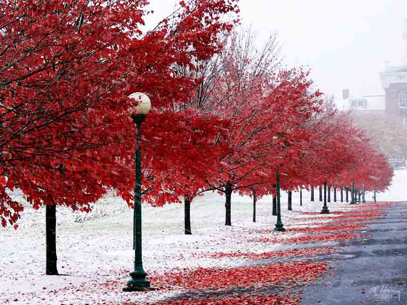 The Long Red Line ......in snow !