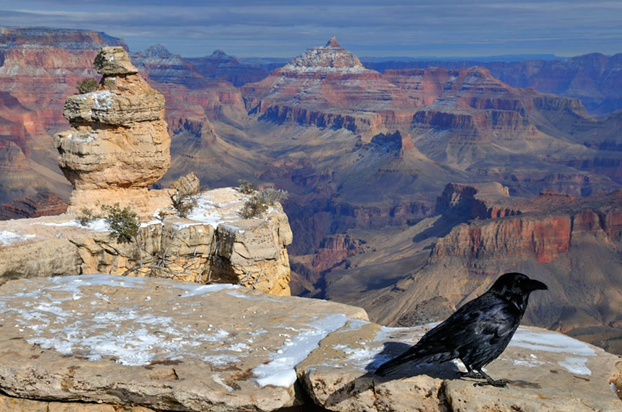 Raven at Grand Canyon.jpg